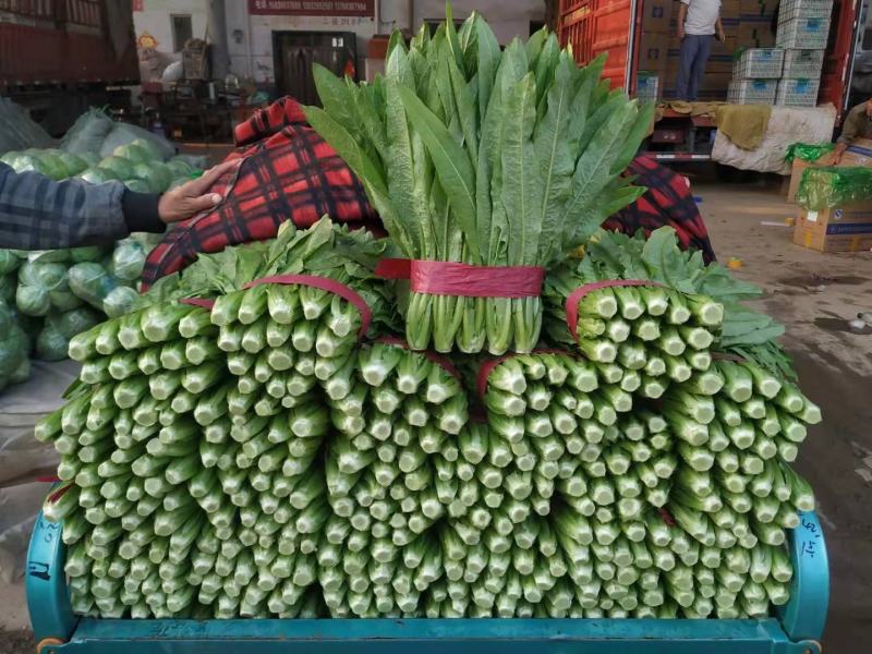 【精选】精品油麦菜可视频看货对接全国大量上市颜色鲜亮