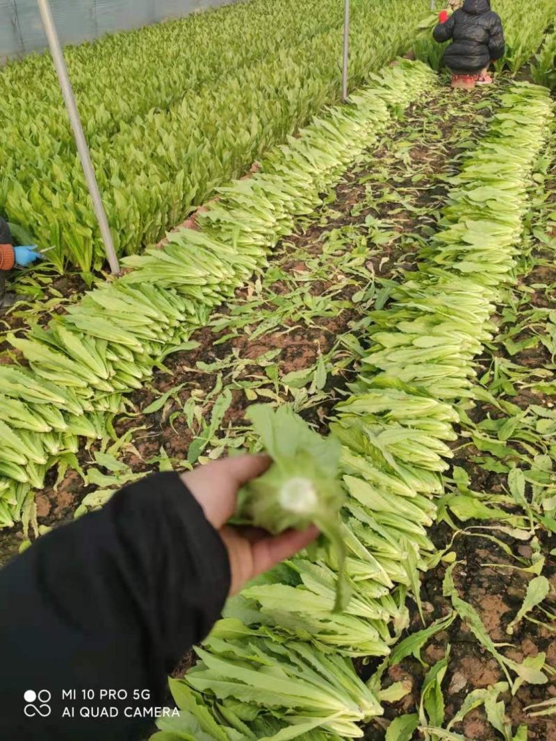 【精选】精品油麦菜可视频看货对接全国大量上市颜色鲜亮