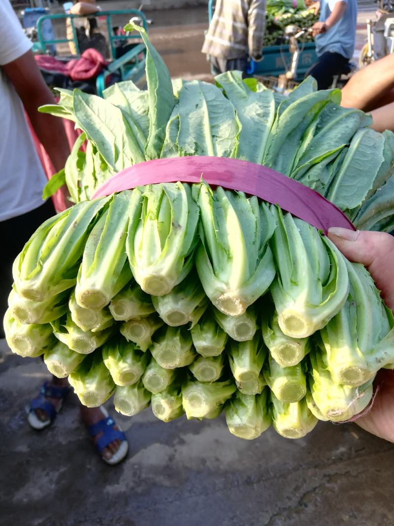 【精选】精品油麦菜可视频看货对接全国大量上市颜色鲜亮