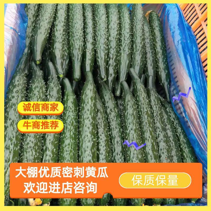 万亩大棚优质密刺黄瓜，干花带刺品质优良，各种包装应有尽