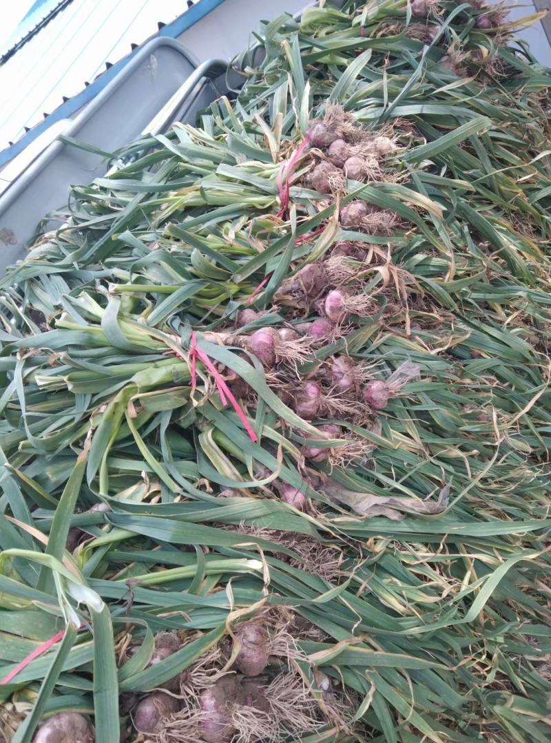 大蒜大量上市产地直发一手货源欢迎新老客户采购