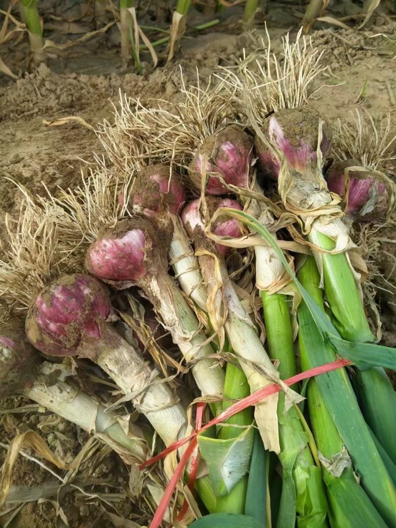 大蒜大量上市产地直发一手货源欢迎新老客户采购