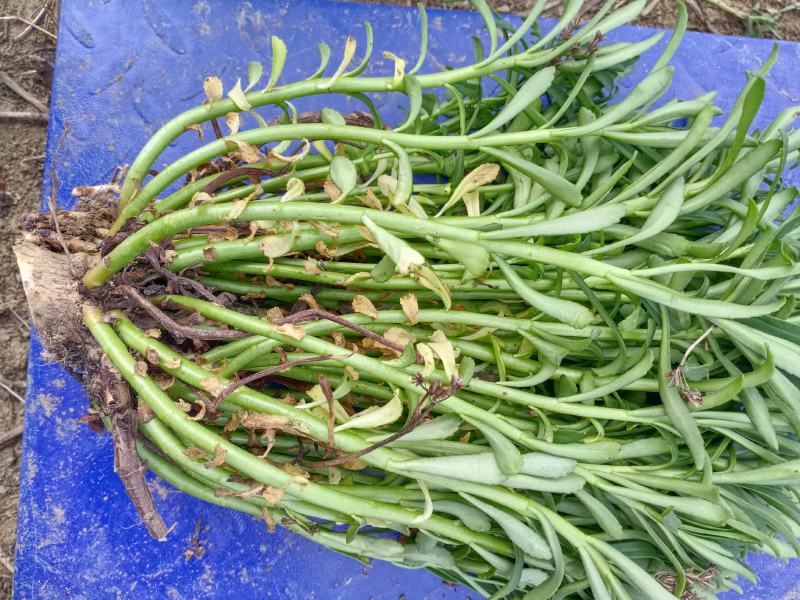养心菜高钙菜苗鲜菜费菜费菜养心菜高钙菜养心菜种苗