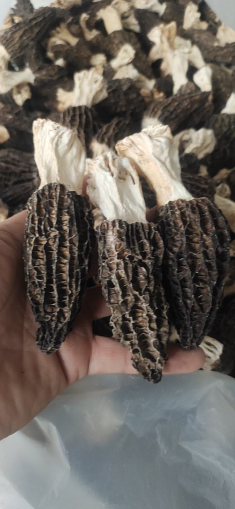 羊肚菌干羊肚菌菇