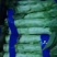 河南莴笋大量产地直发一手货源有货欢迎新老客户采购