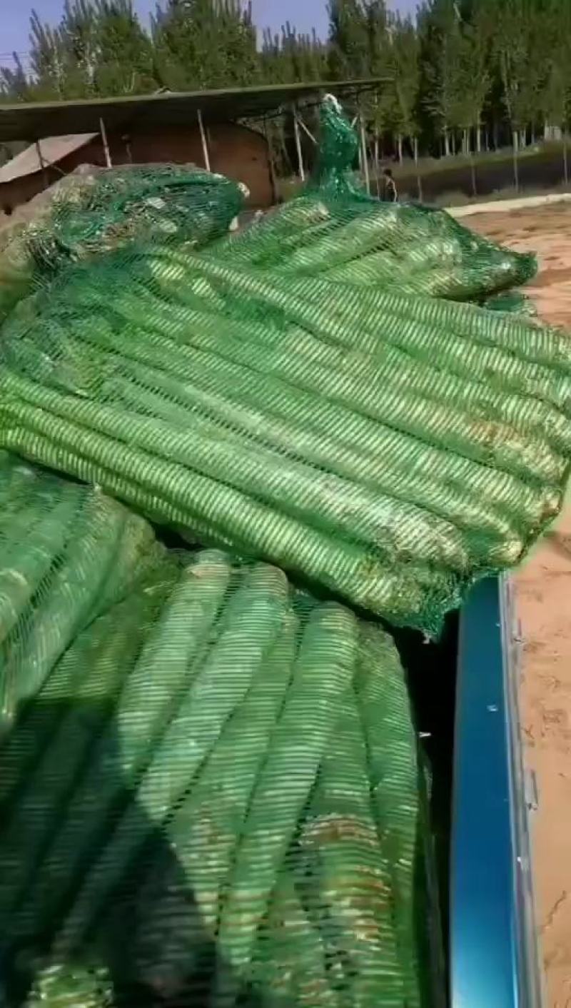 河南莴笋大量产地直发一手货源有货欢迎新老客户采购