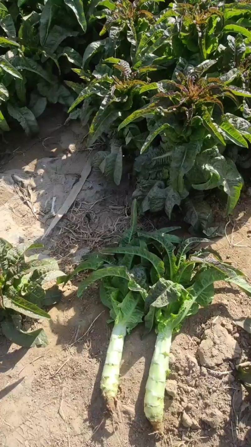 河南莴笋大量产地直发一手货源有货欢迎新老客户采购