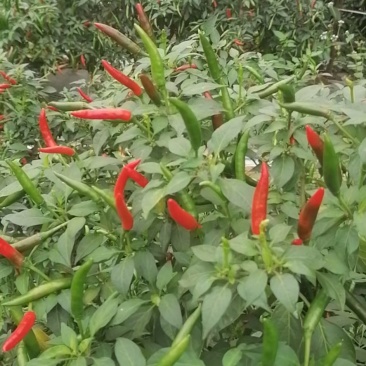 小米辣，朝天椒，