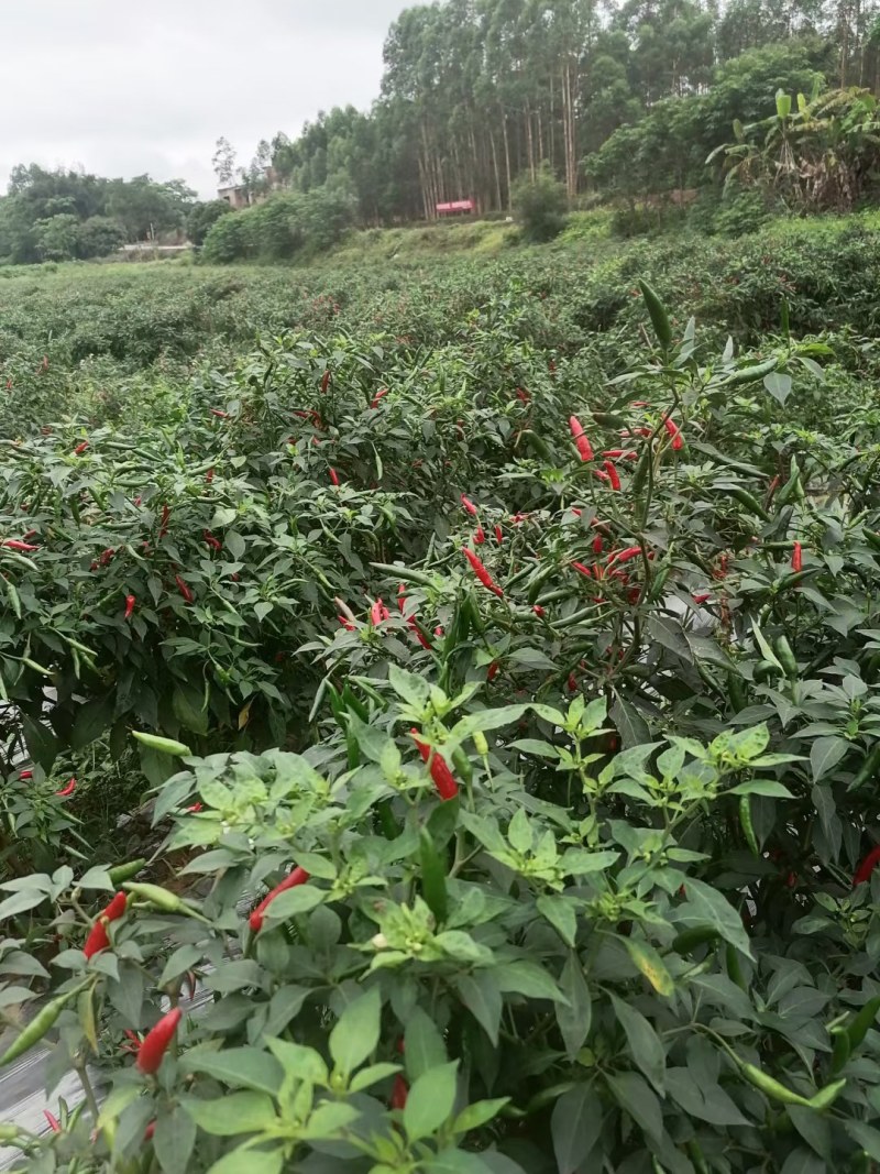 小米辣，朝天椒，