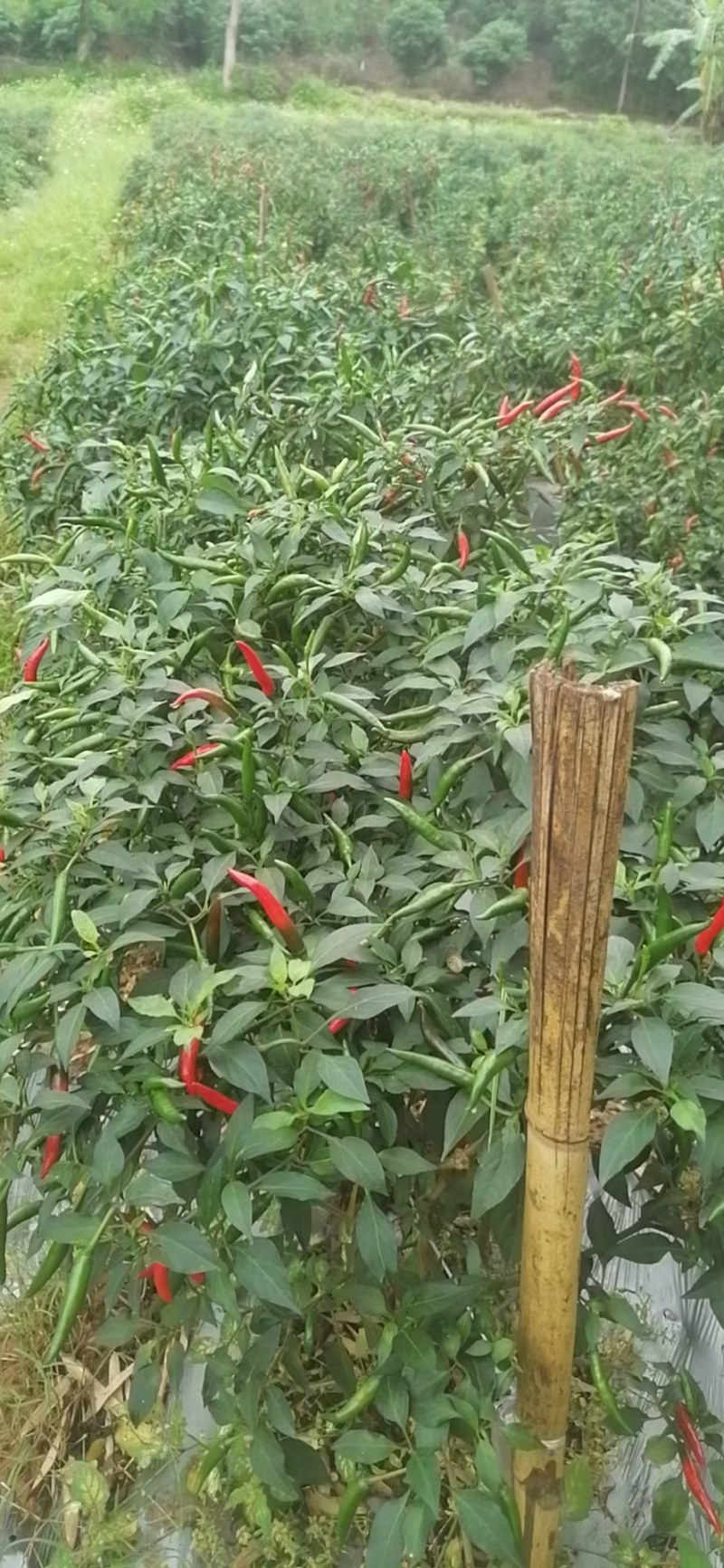 小米辣，朝天椒，
