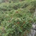 小米辣，朝天椒，