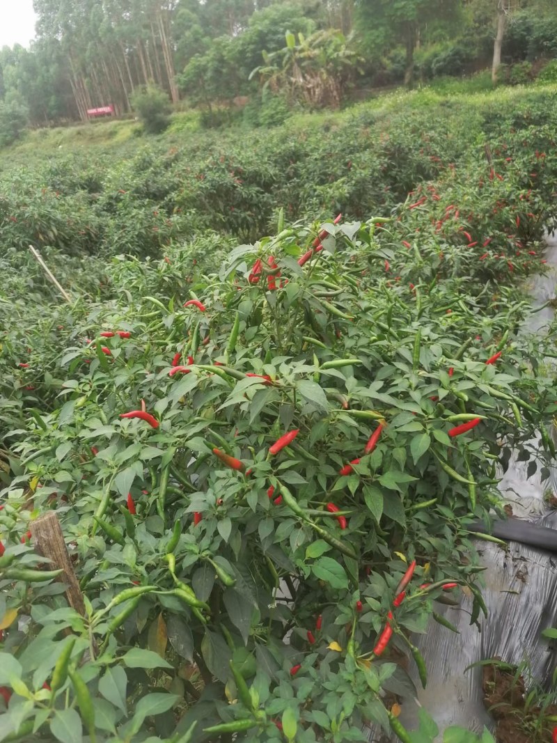 小米辣，朝天椒，
