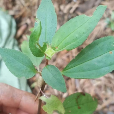 风柜斗草野生风柜斗草