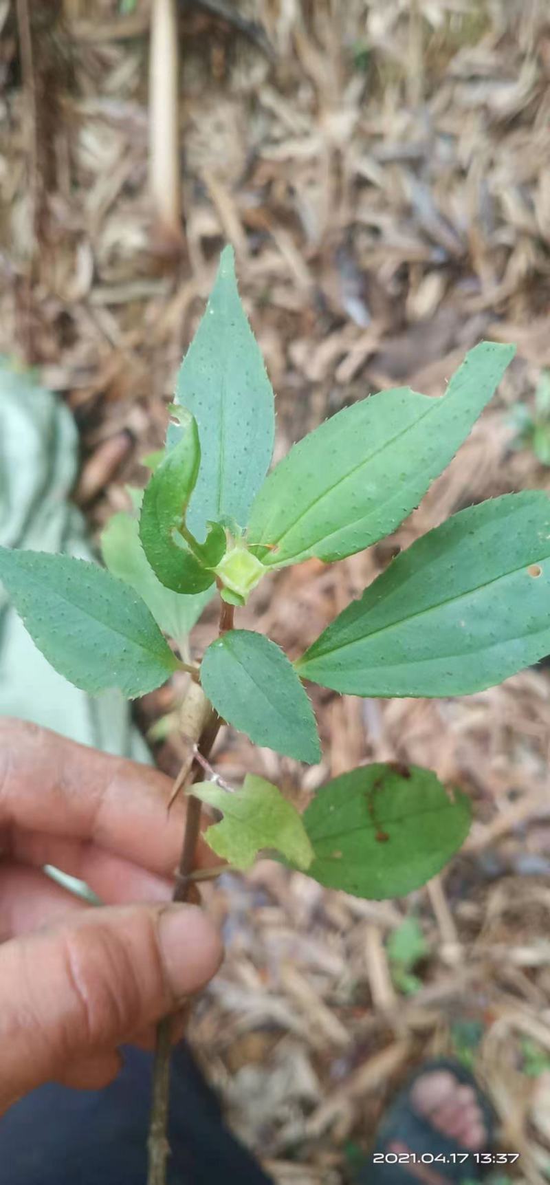 风柜斗草野生风柜斗草