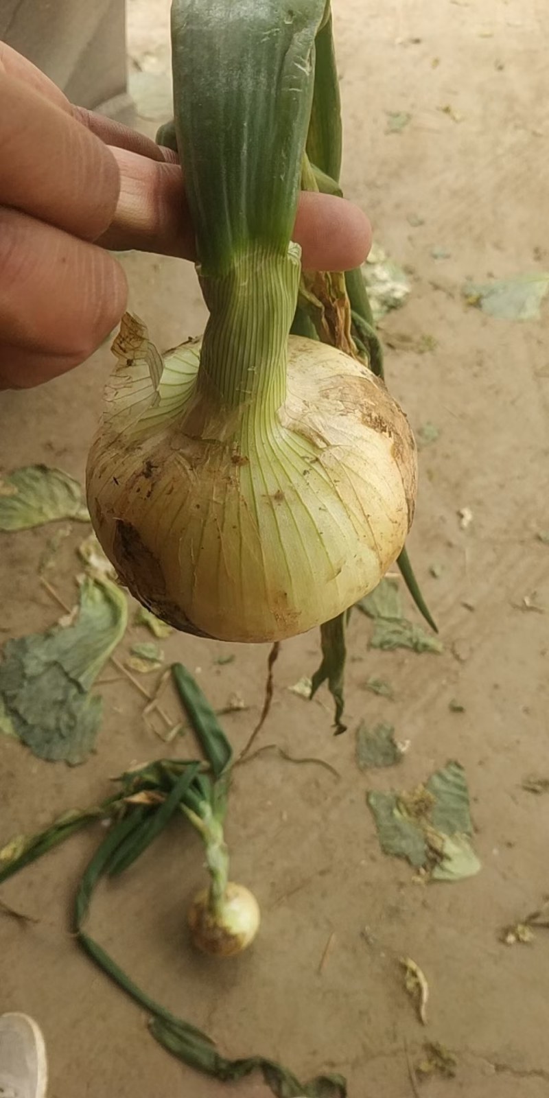 黄皮洋葱上市中
