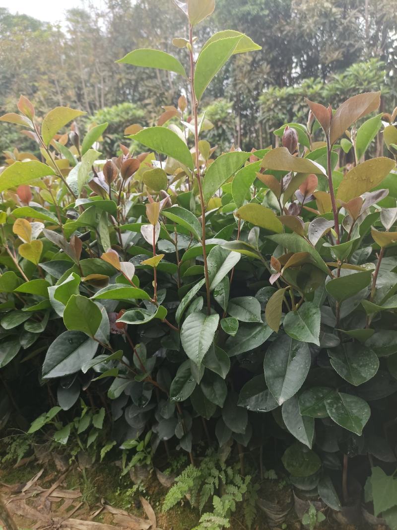 30起油茶杯苗