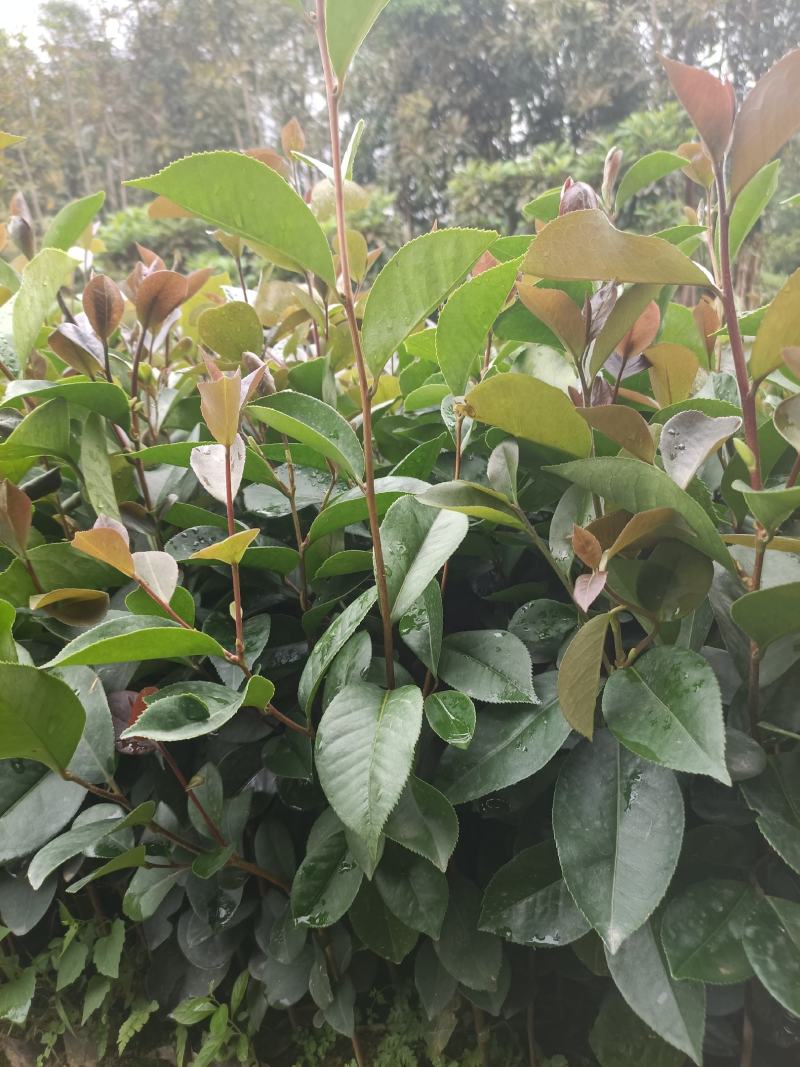 30起油茶杯苗