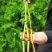 川芎苓种