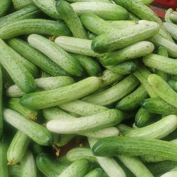 大众蔬菜基，挣钱你就来。