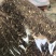 刘寄奴实物拍摄刘寄奴保庆药业实拍有视频