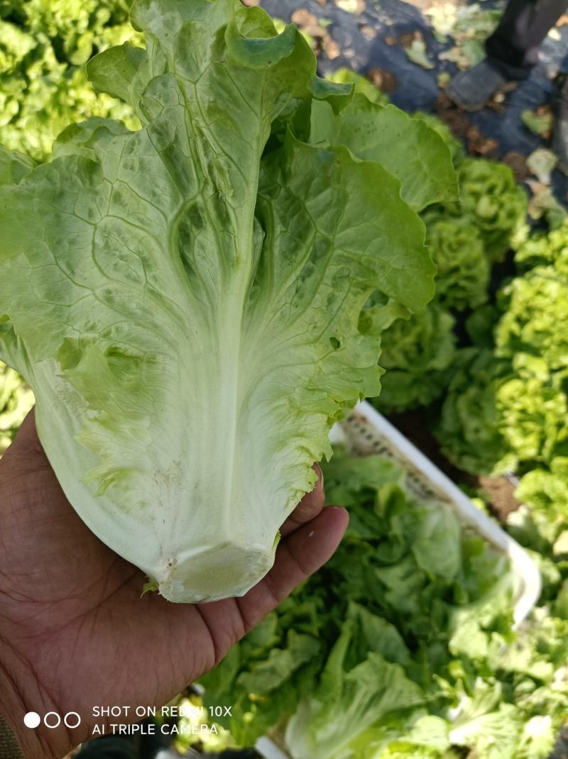 [推荐]河南南阳生菜基地常年供应中量大从优需要的电联