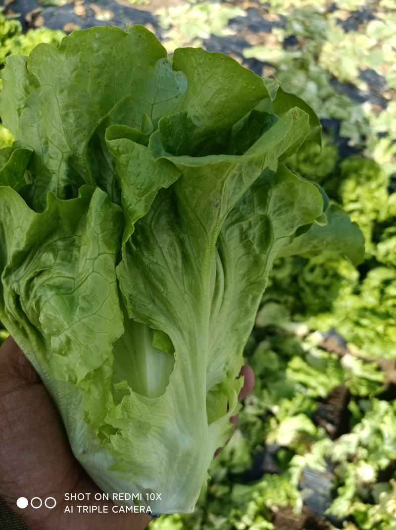 [推荐]河南南阳生菜基地常年供应中量大从优需要的电联
