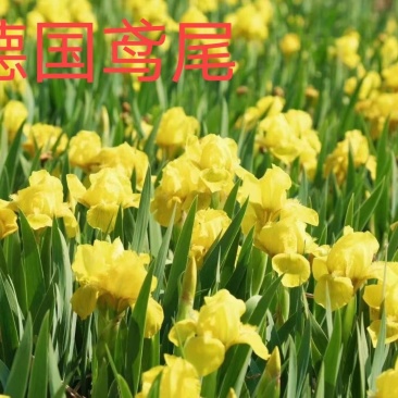 黄花鸢尾