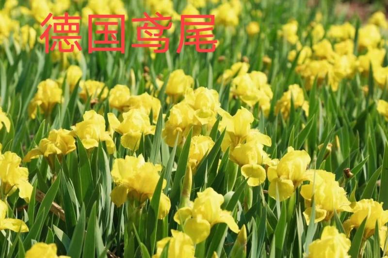 黄花鸢尾