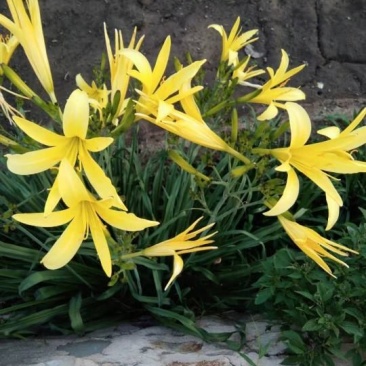 黄花菜萱草