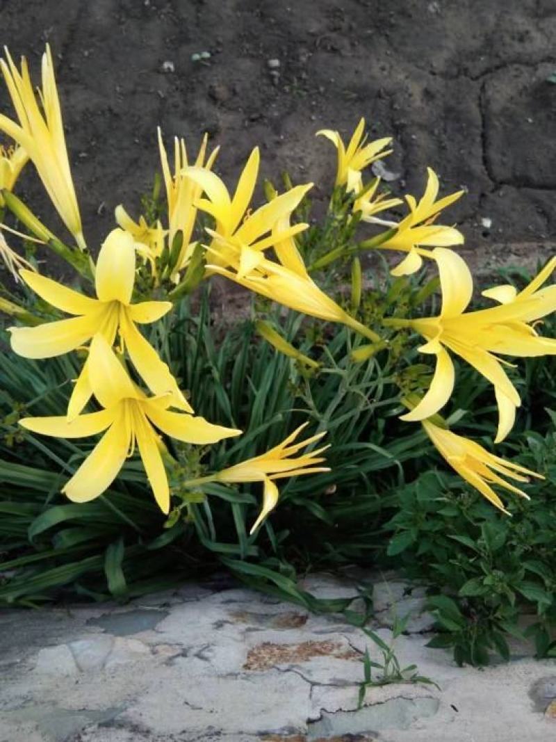 黄花菜萱草