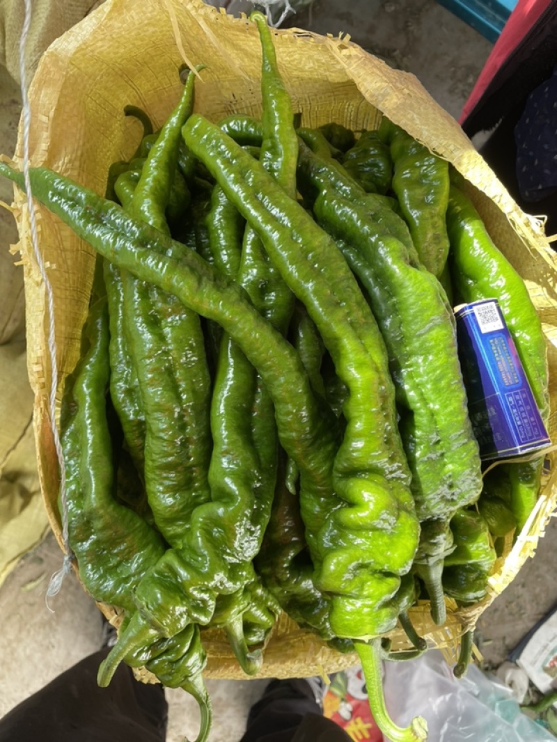 潍坊青州。精品螺丝椒。陇椒开始上市。欢迎各位朋友咨询。