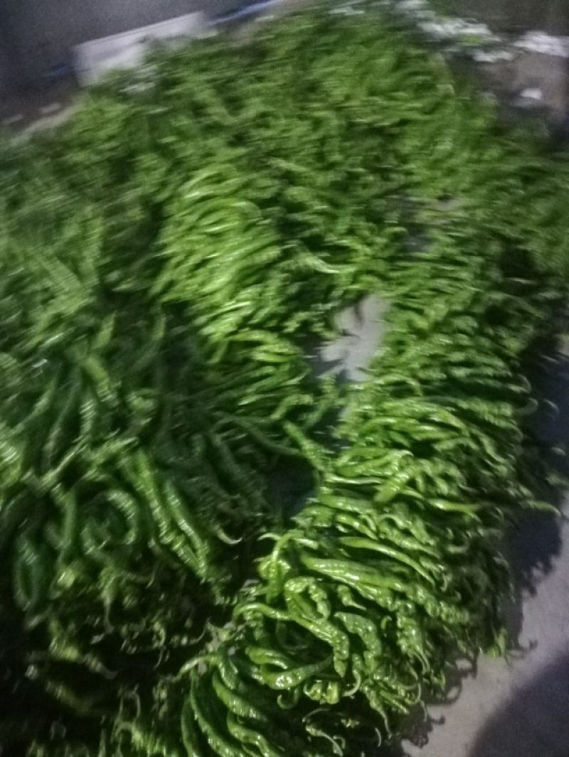潍坊青州。精品螺丝椒。陇椒开始上市。欢迎各位朋友咨询。