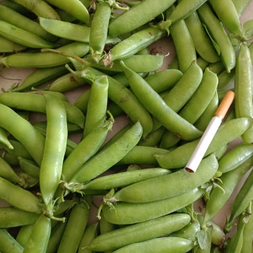 豌豆荚