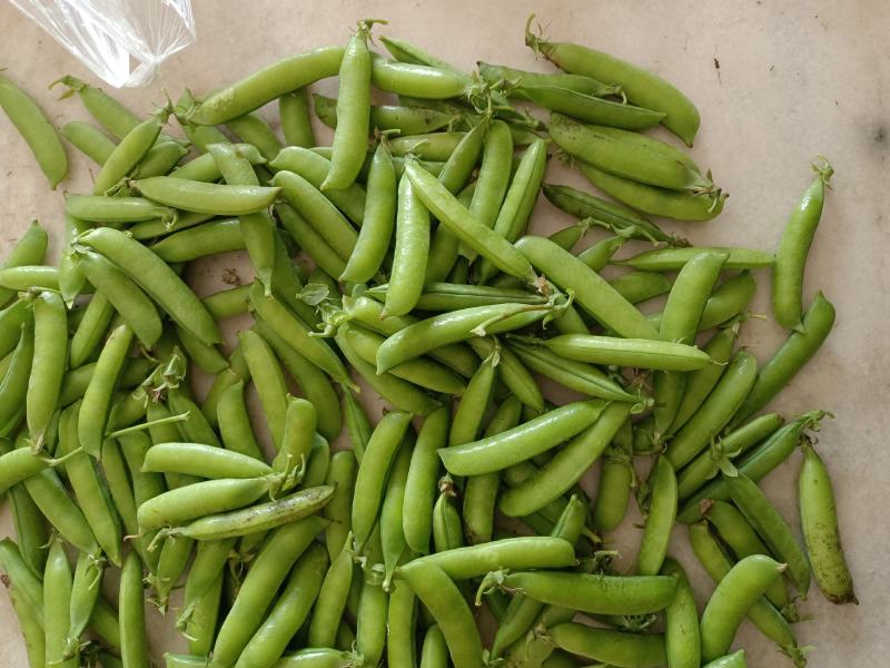 豌豆荚