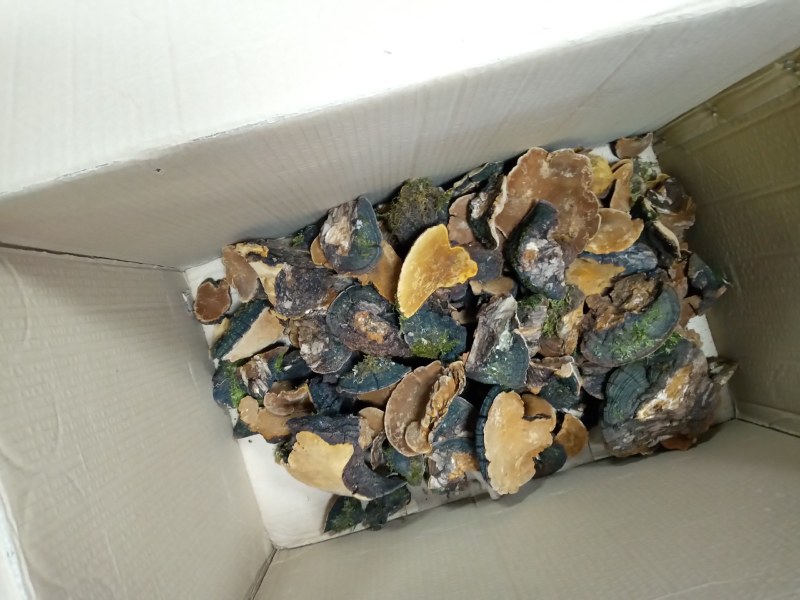 桑黄岩桑黄