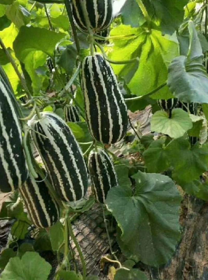 费县万亩甜瓜基地大量上市博洋9甜瓜货源充足直发全国