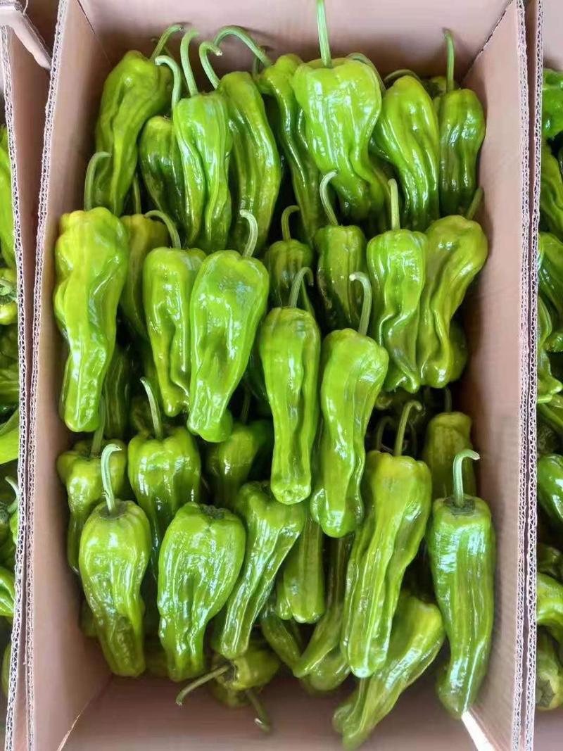兰陵县辣椒，质量一级（产地直发）质量保证，物美价廉