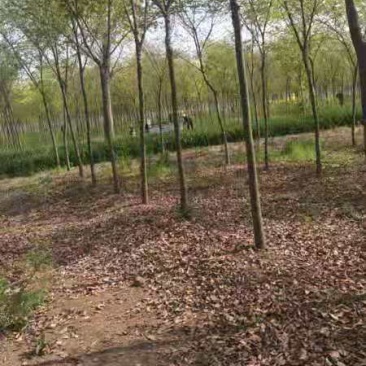 精品榉树5-8公分出售