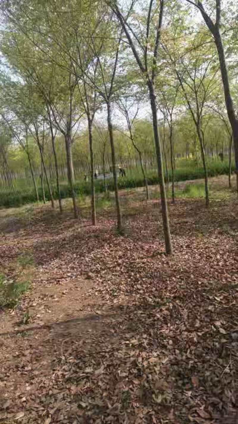 精品榉树5-8公分出售