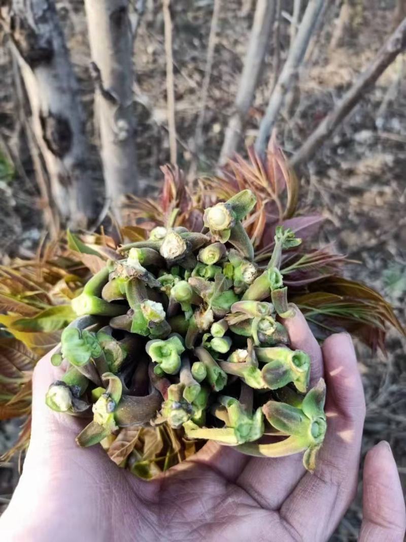 新鲜春芽刚采摘的二茬，需要的老板联系