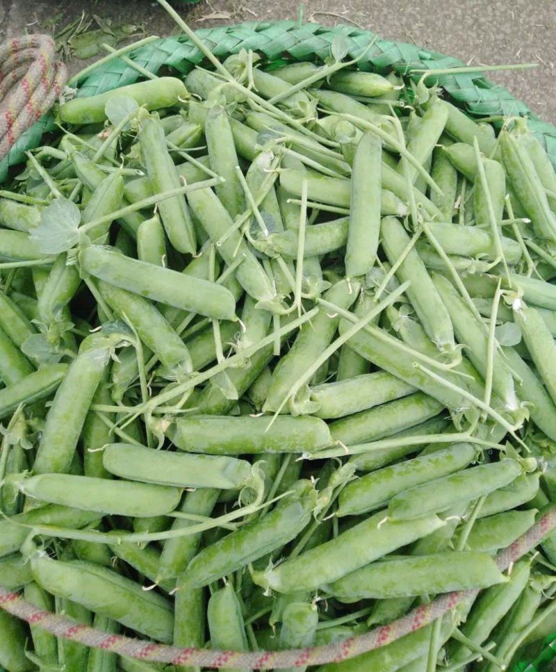 长寿仁豌豆