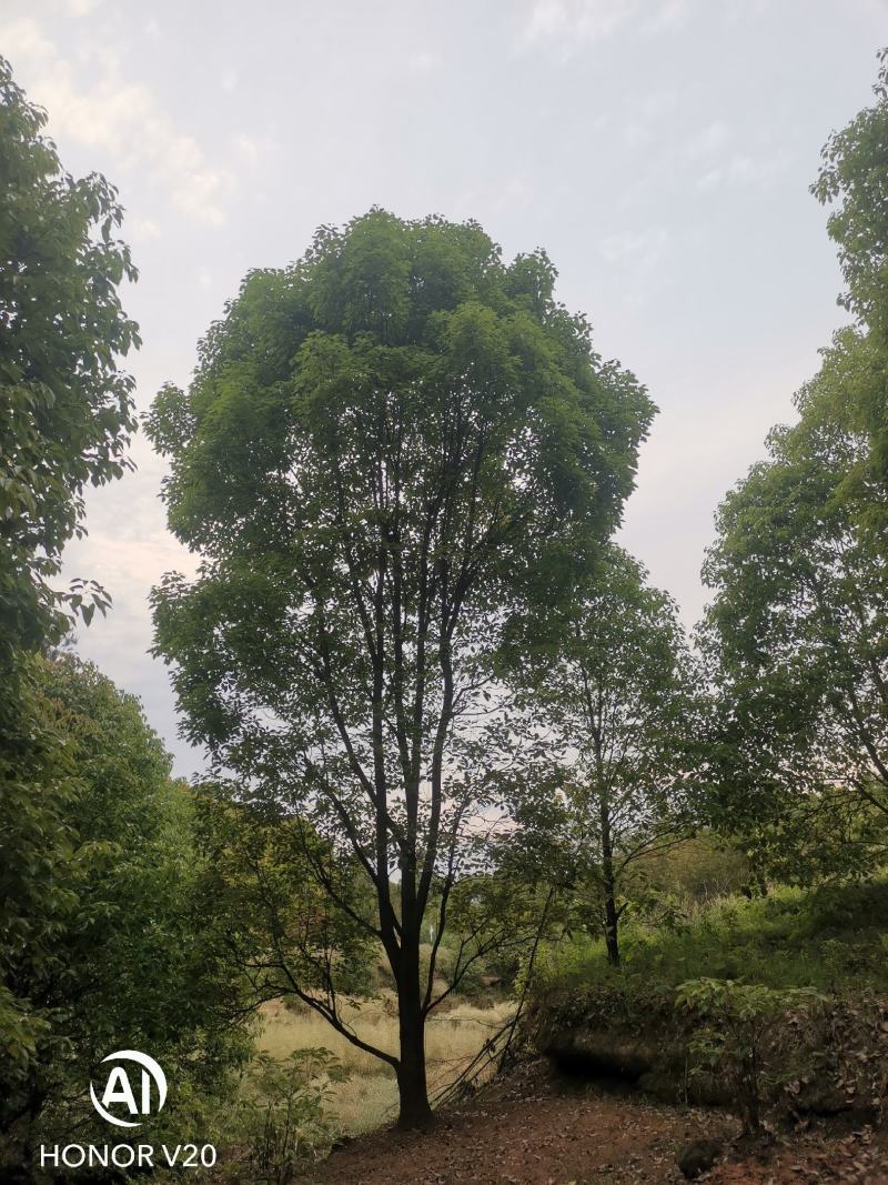 香樟树，全冠香樟，光杆香樟，多杆香樟，欢迎前来购买