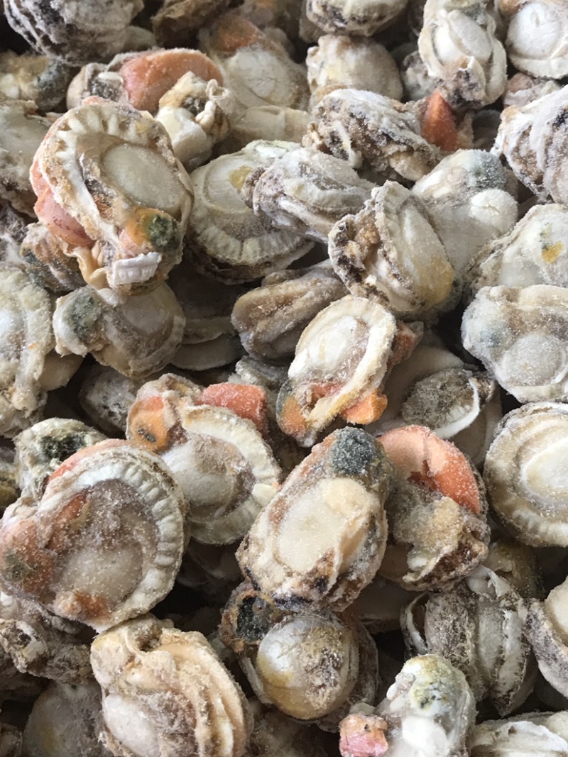无壳无沙大个扇贝肉，40～60的规格，新鲜现拨