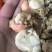 无壳无沙大个扇贝肉，40～60的规格，新鲜现拨