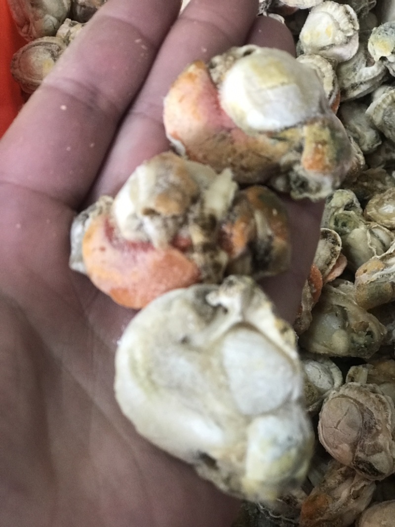 无壳无沙大个扇贝肉，40～60的规格，新鲜现拨
