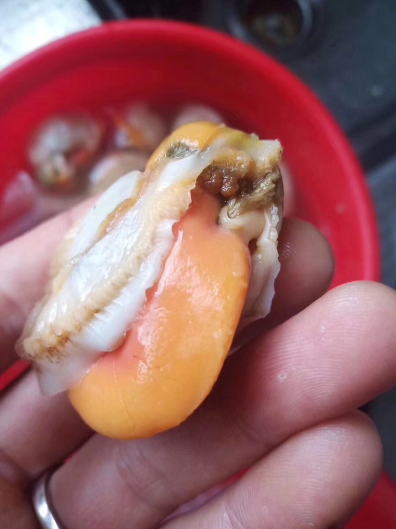 无壳无沙大个扇贝肉，40～60的规格，新鲜现拨