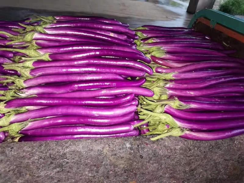 兰陵县红线茄子大量上市产地直发质量保证价格便宜