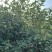 鸡冠刺桐移植苗袋苗庭院园林绿化风景树四季常青