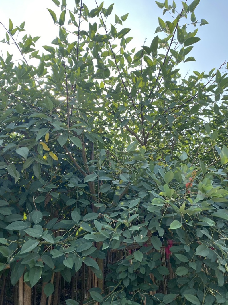 鸡冠刺桐移植苗袋苗庭院园林绿化风景树四季常青