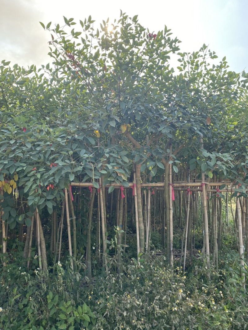 鸡冠刺桐移植苗袋苗庭院园林绿化风景树四季常青